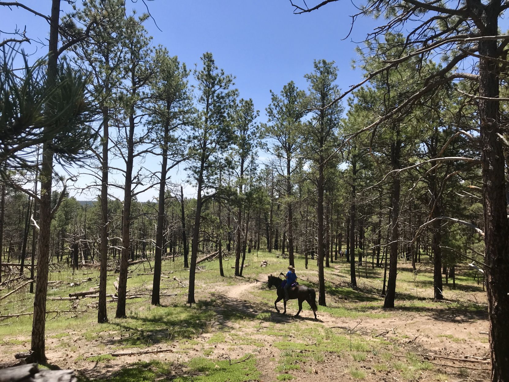 An equestrian explores Pineries Open Space, the Pikes Peak region’s newest open space near Black Forest. The loop totals about 9 miles. (Seth Boster/The Gazette)