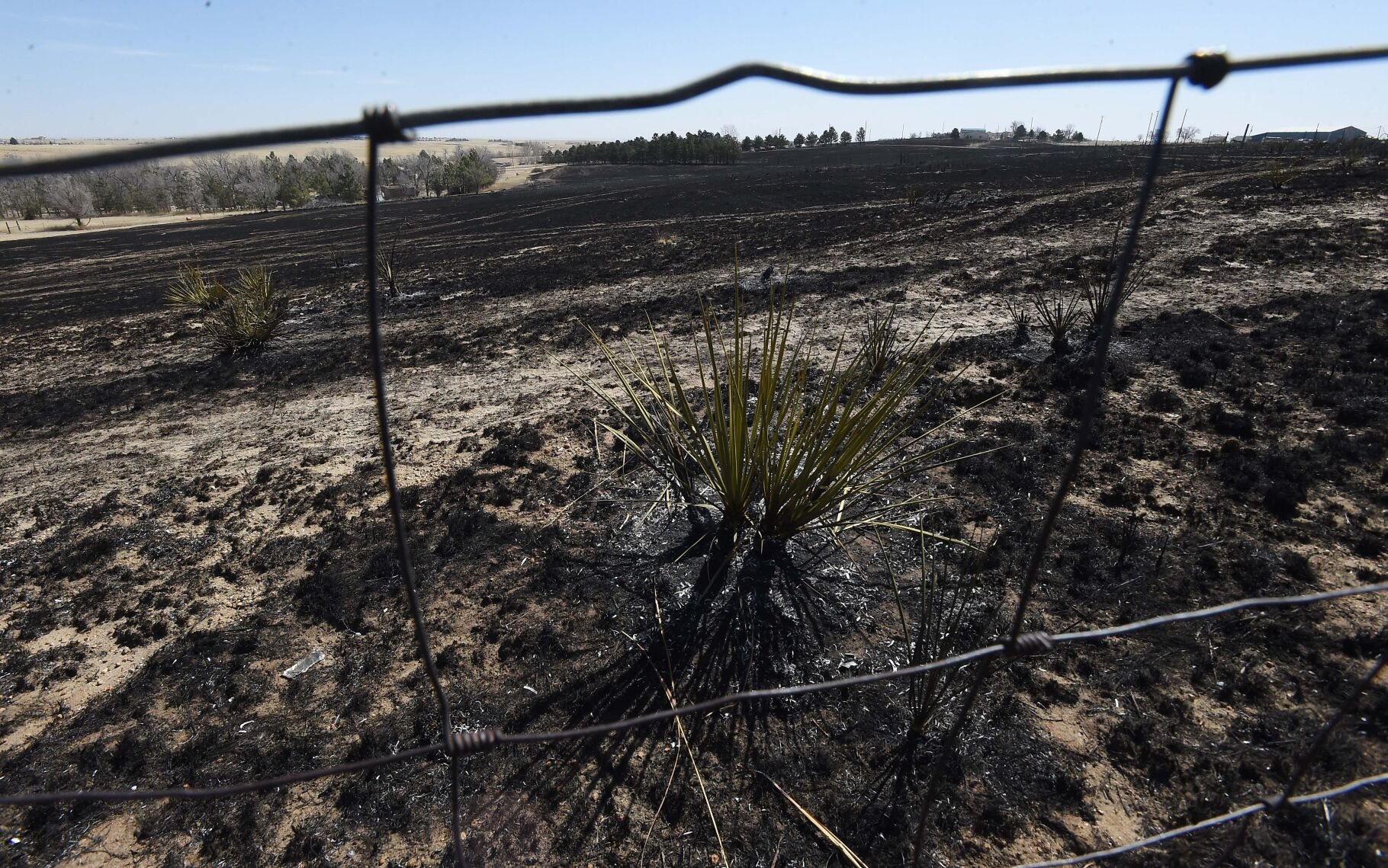 A burned plant sits at the top of a hill where a brush fire off Curtis Road near Falcon on Sunday night. (Jerilee Bennett, The Gazette)