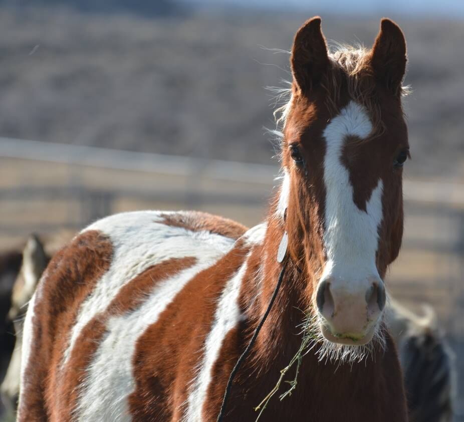 ‘Unknown, highly contagious and sometimes fatal disease’ killing southern Colorado wild horse population