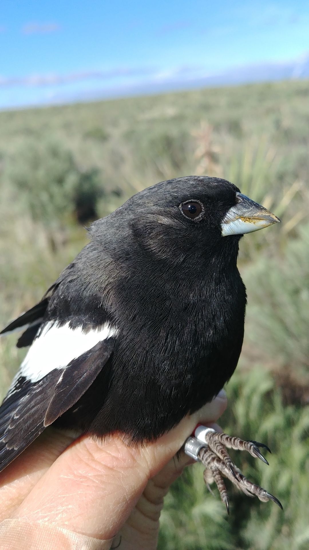 State bird, the lark bunting. (courtesy of Claire Varian-Ramos)