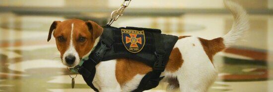 Mine-sniffing dog ‘Patron’ barks at Trudeau as Zelensky awards him medal