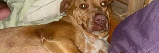 ‘Whose dog is this?’: Tennessee couple wakes up to surprise pet in their bed