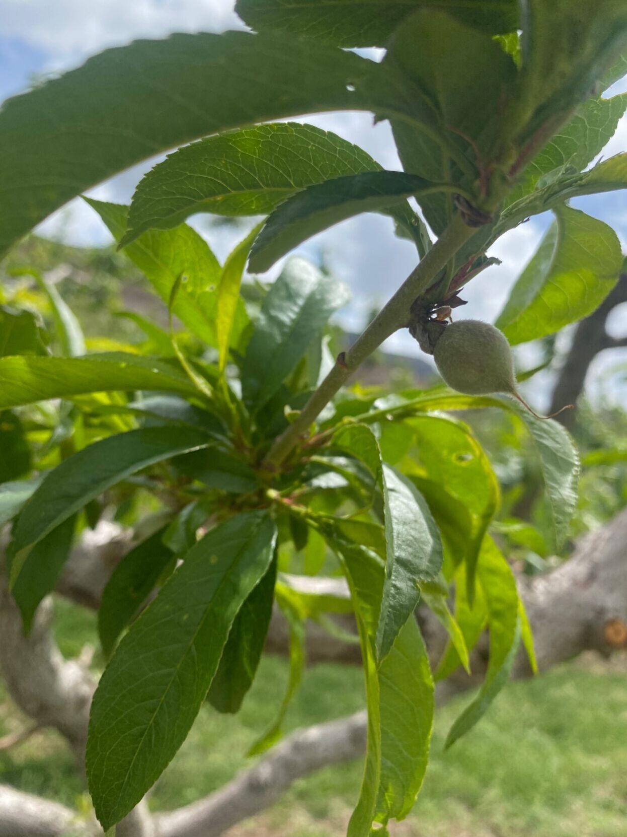 Tiny green first-of-the-season peaches growing at Clark Family Orchards, Colorado's longest peach-growing family, featuring seven generations. (Courtesy of Chris Smalz)