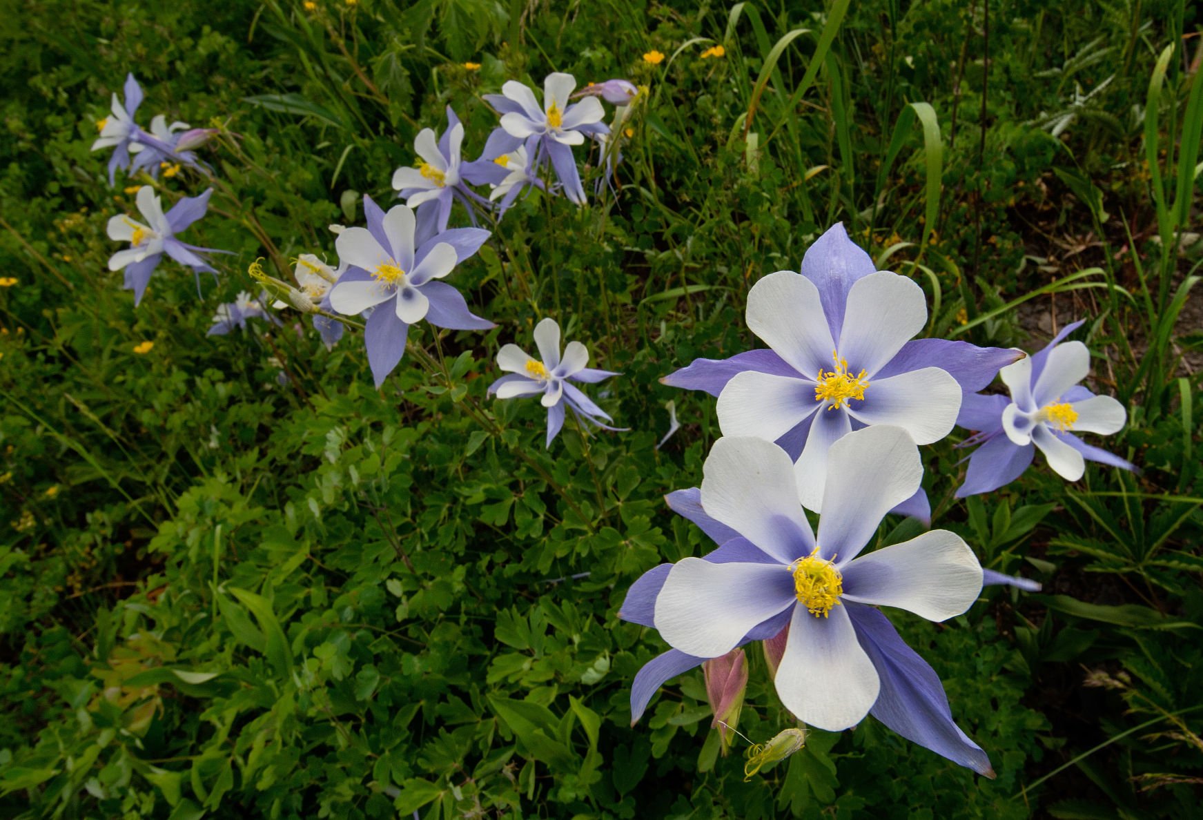 Colorado’s state flower, Rocky Mountain columbine, blooms on a hillside near the top of Schofield Pass near Crested Butte, Monday, July 18, 2016. (The Gazette, Christian Murdock) (CHRISTIAN MURDOCK, THE GAZETTE)