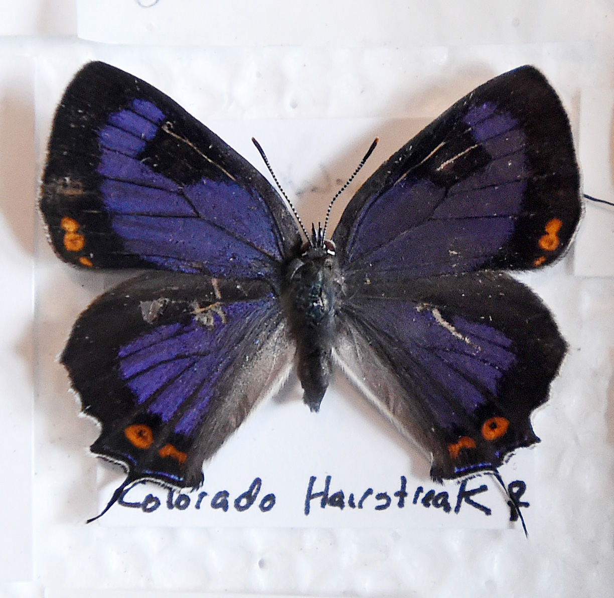 State butterfly: Colorado hairstreak (Jerilee Bennett, The Gazette)