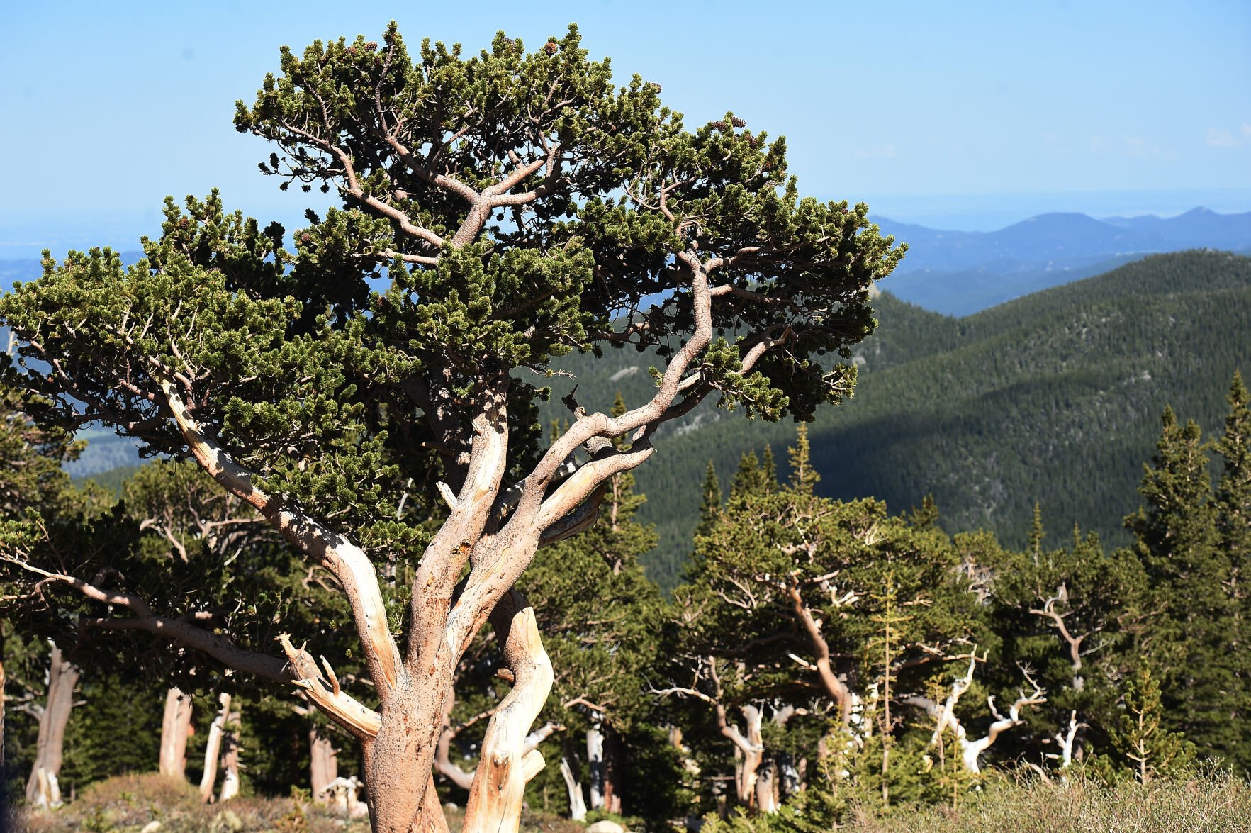 At Mount Goliath Natural Area, ancient Bristlecone Pine trees are plentiful. Bristlecone Pine trees are known for their twisted trunks and branches. (Photo by Jerilee Bennett, The Gazette) (JERILEE BENNETT THE GAZETTE)