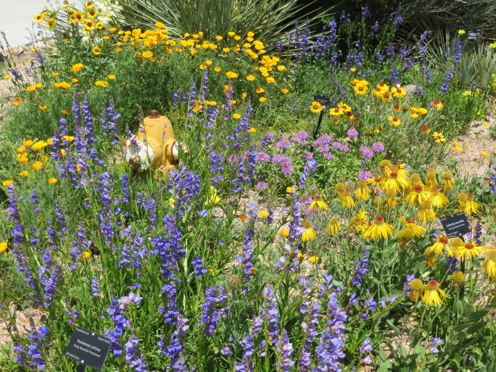 Year-round gardening: Keeping plants healthy amid Colorado’s drought