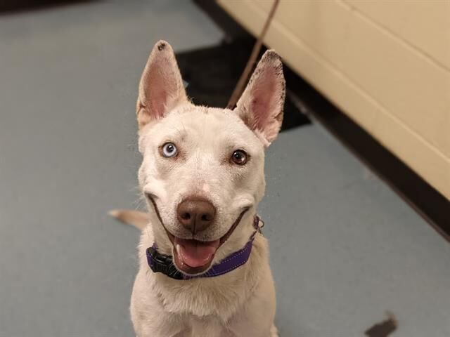 Denver Animal Shelter reduces fees as it nears capacity