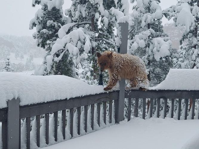 Bear in snowstorm 052122