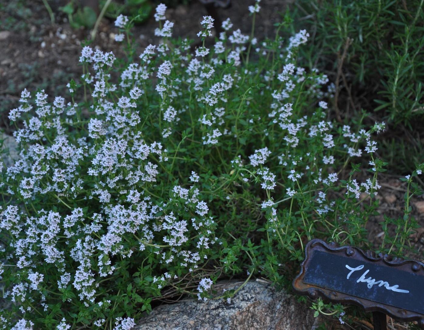 Year-round gardening: Get in ‘Biggest Tomato’ contest