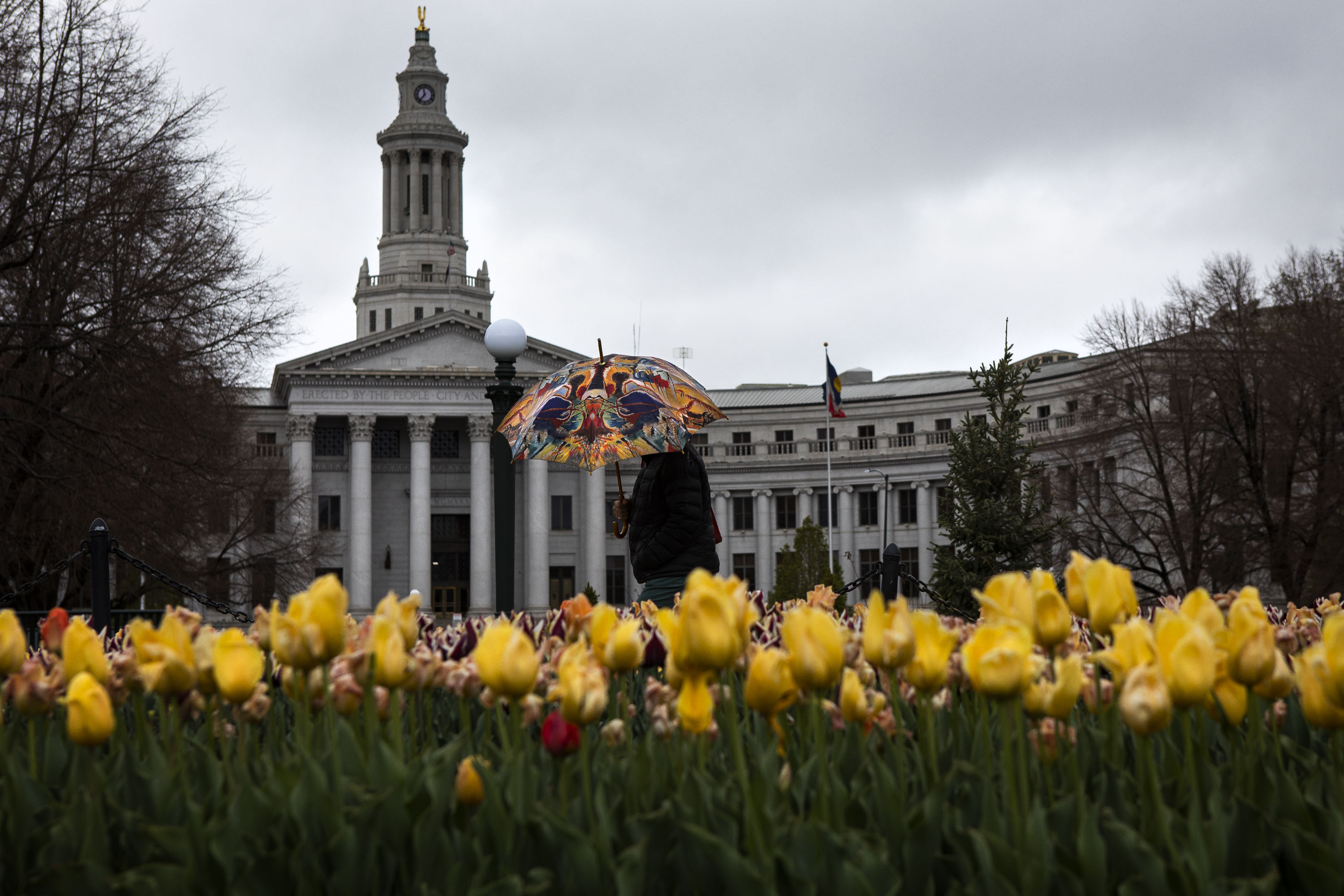 Denver resident Carolyne Janssen walks past one of the tulip gardens with her umbrella featuring the colorful art of Vasily Kandinsky on her way to the library on Monday, May 2, 2022, in Civic Center Park in Denver, Colo. (Timothy Hurst/The Denver Gazette) (Timothy Hurst)