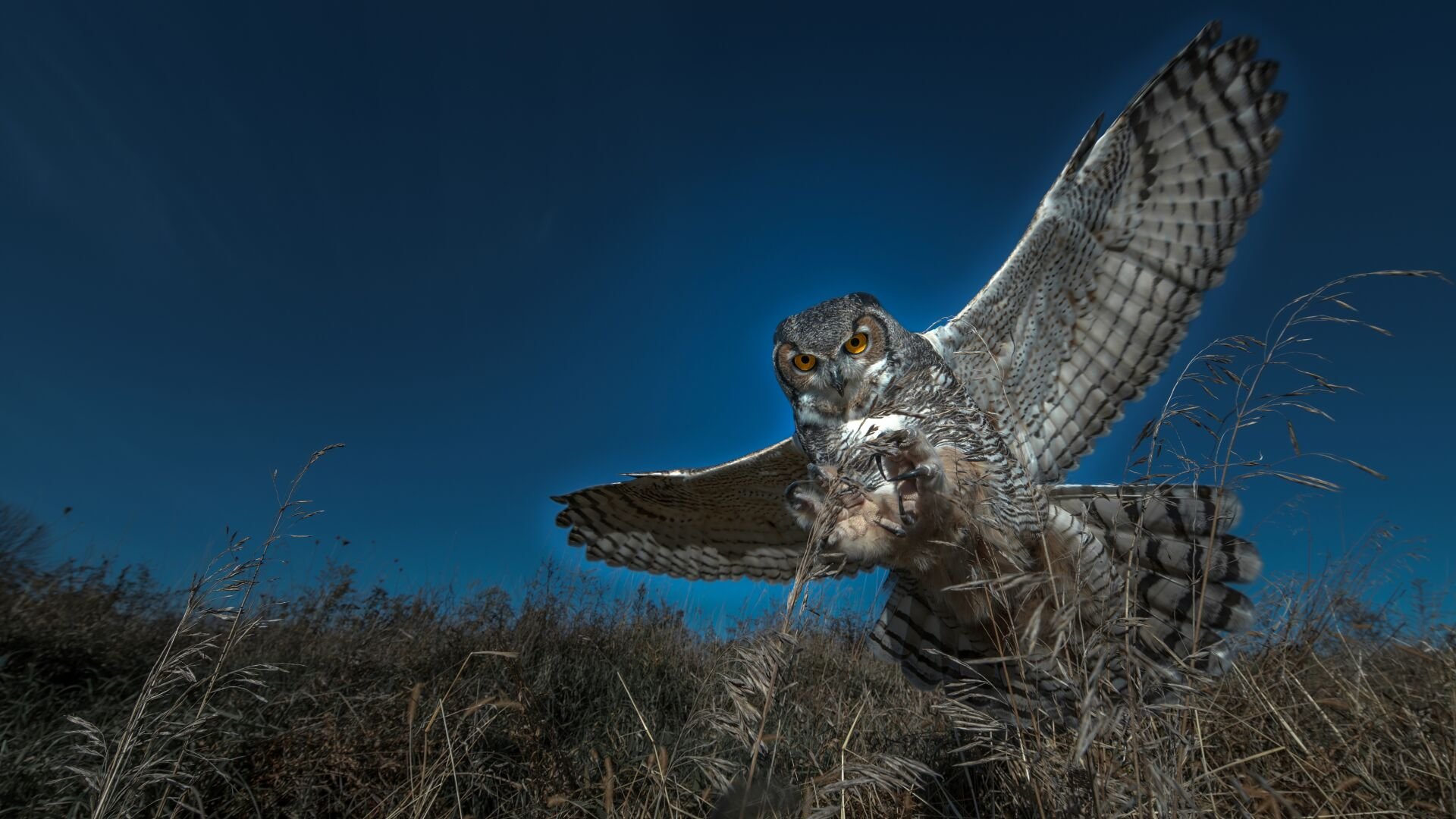 IMAX film hopes to raise awareness of largely unknown North American ecosystem | Bird Call