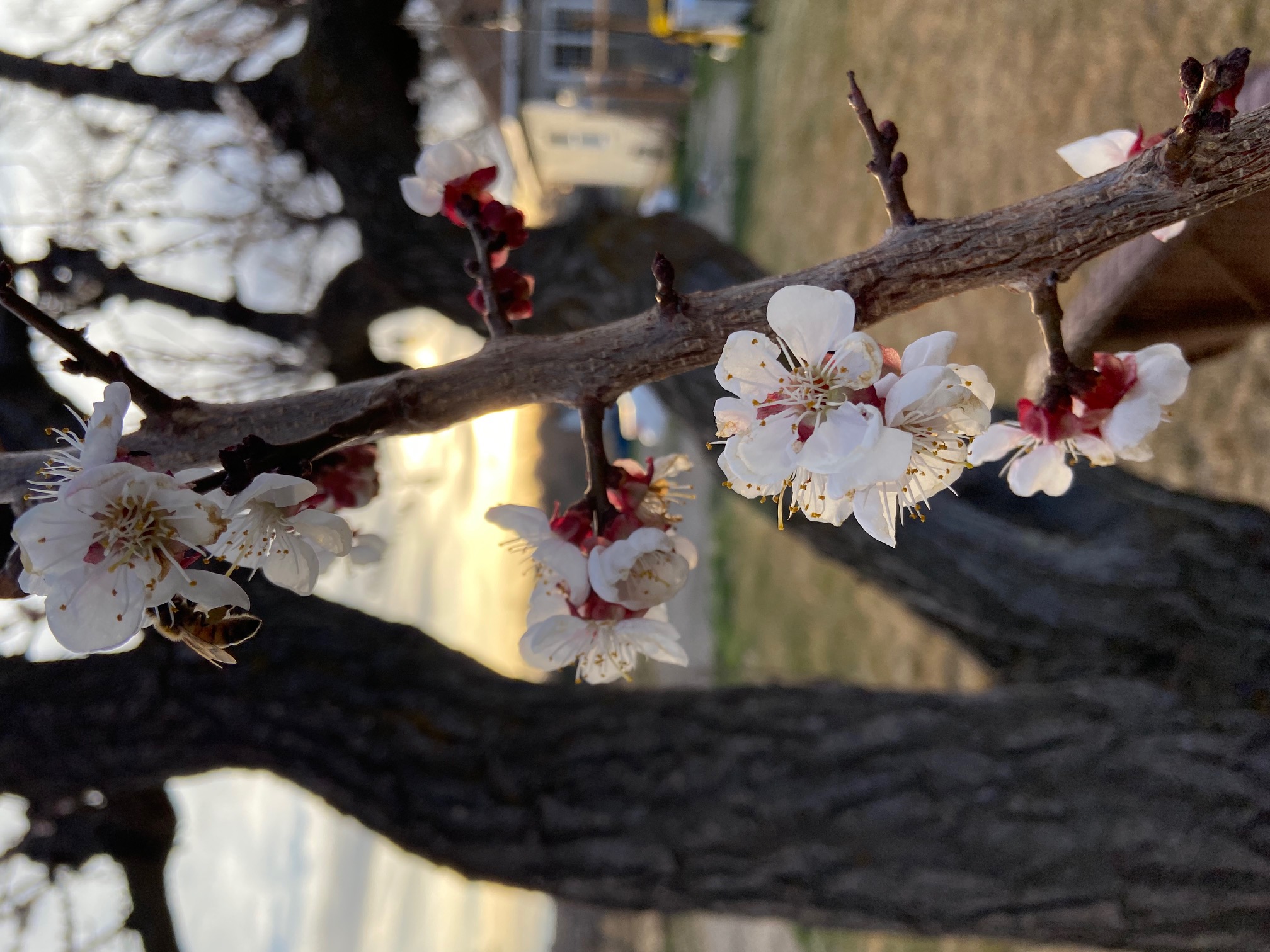 Peach farmers are expecting a bumper crop for 2022. Peach blossoms flourished in mild temperatures in the Grand Valley (Karen Hays)