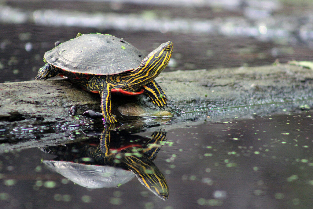 State reptile: Western painted turtle. (Courtesy U.S. Fish and Wildlife Service)