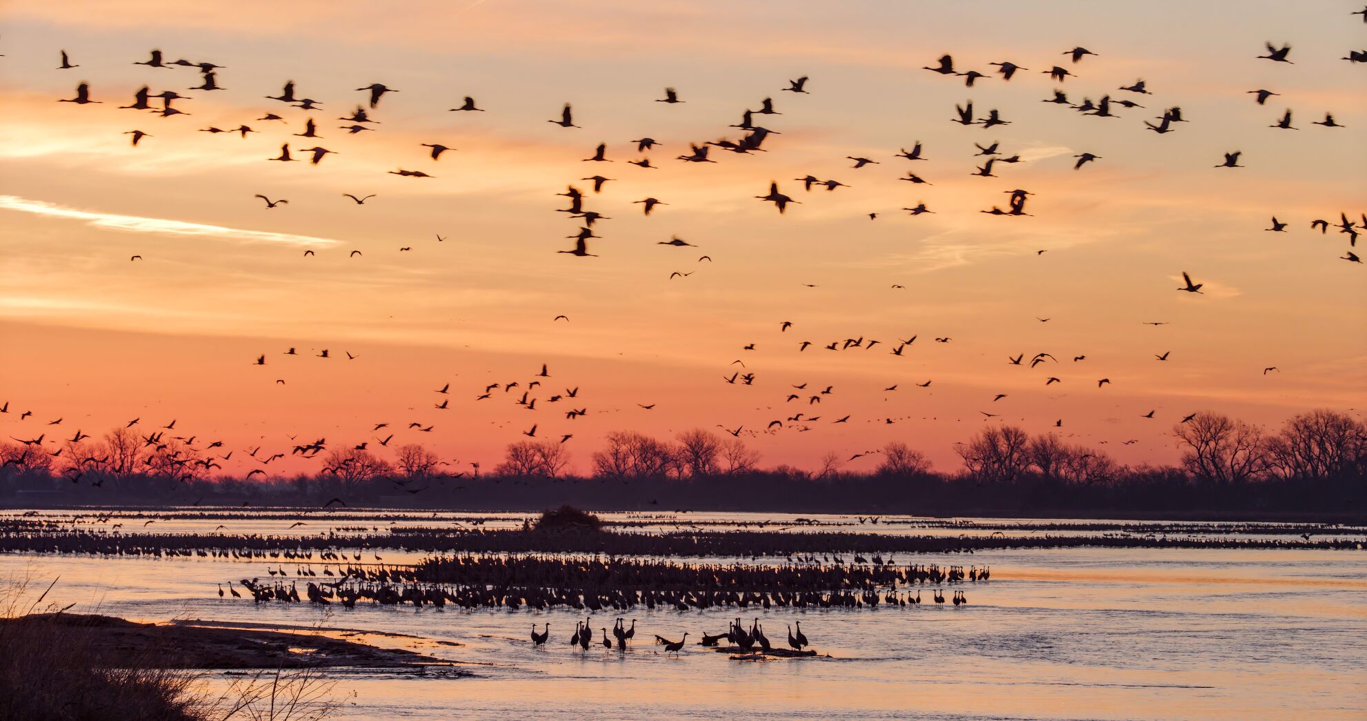 Hundreds of sandhill cranes converge on the Platte River in Nebraska, a place to strengthen the bond between mates and for single birds to find a partner. The cranes are featured in the new IMAX film “Wings Over Water.” (Courtesy photos)