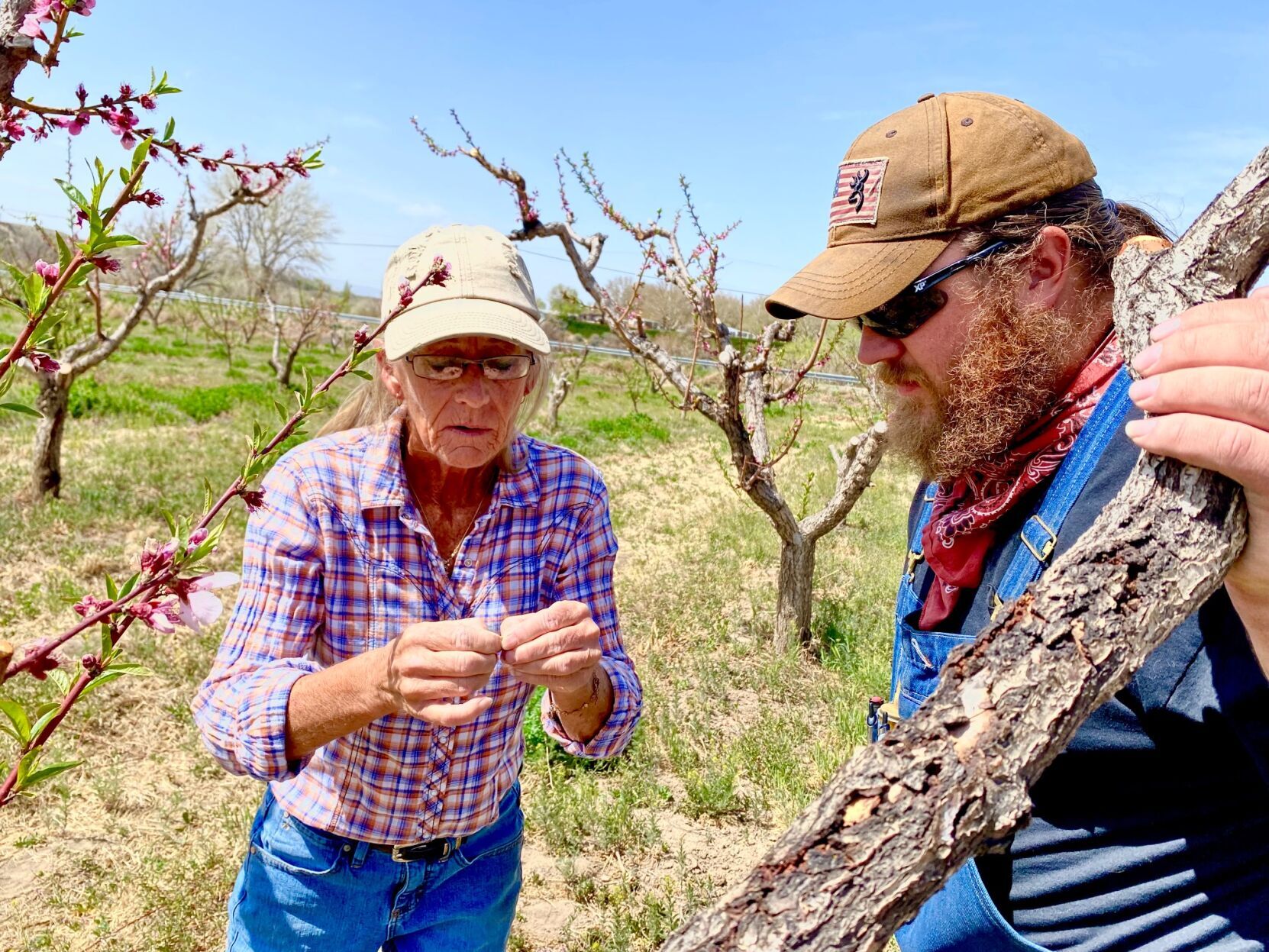 Palisade producers promise peaches aplenty this season