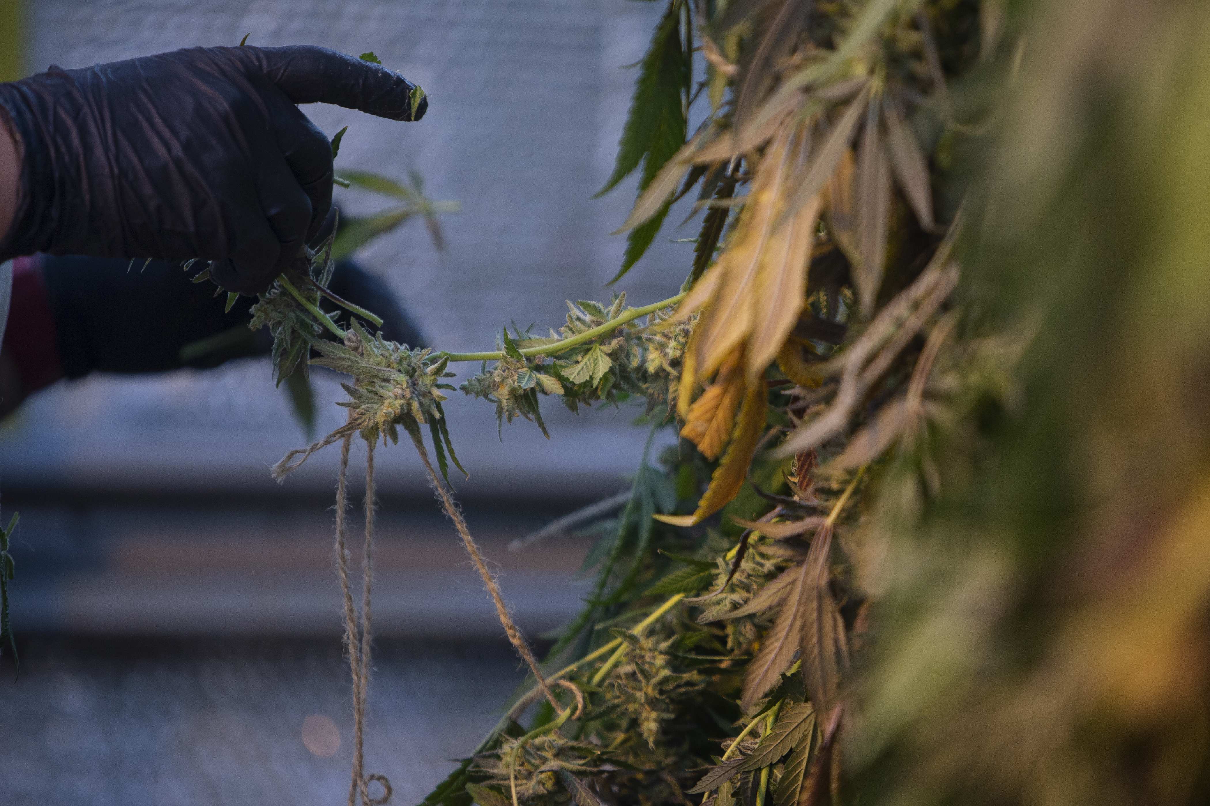 Colorado’s March marijuana revenue highest of 2022, but still down from last year