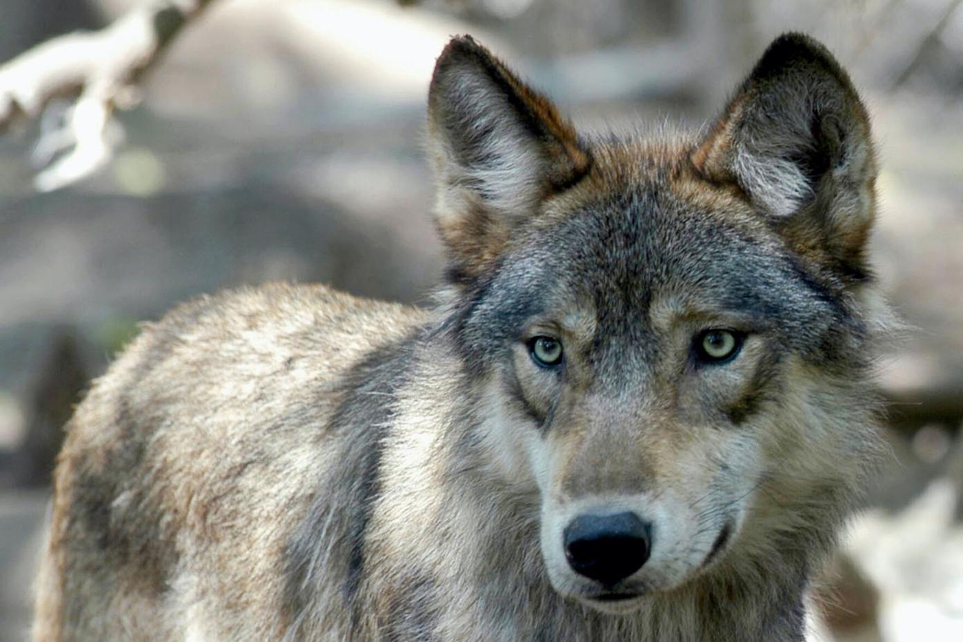 Reintroduction of gray wolves takes a step closer, recommendations face resistance