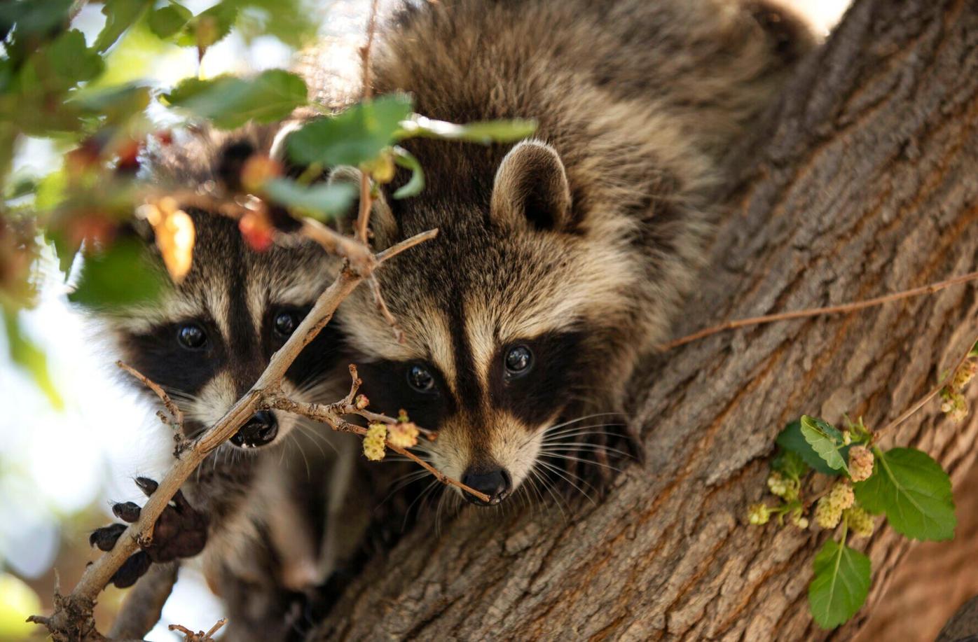 Backyard gangsters: Loving, loathing, and living with raccoons