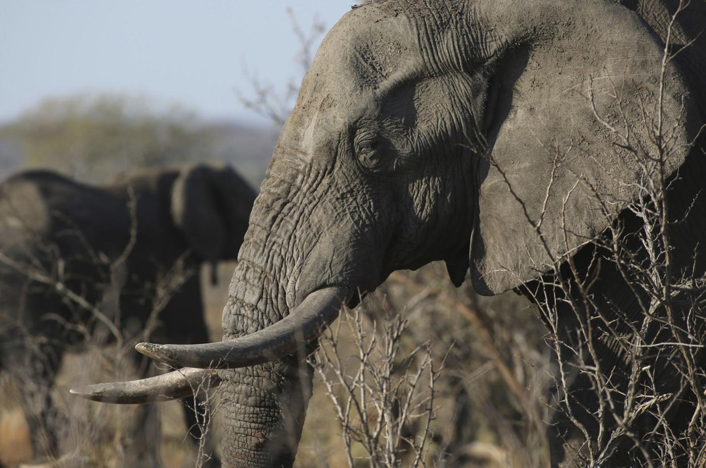 COLUMN: Respecting the creatures who were here first