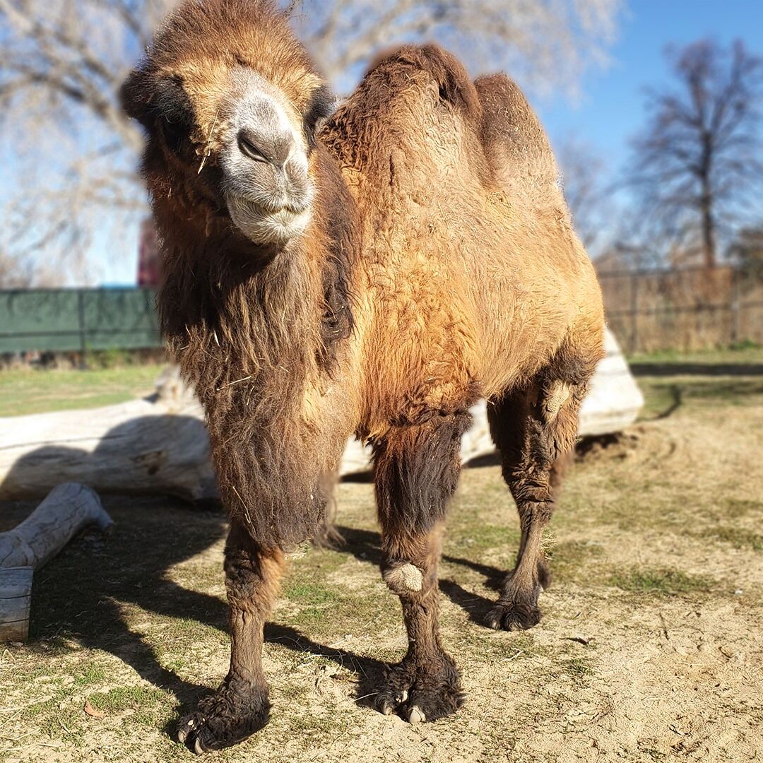 One of Denver Zoo’s Bactrian camels euthanized