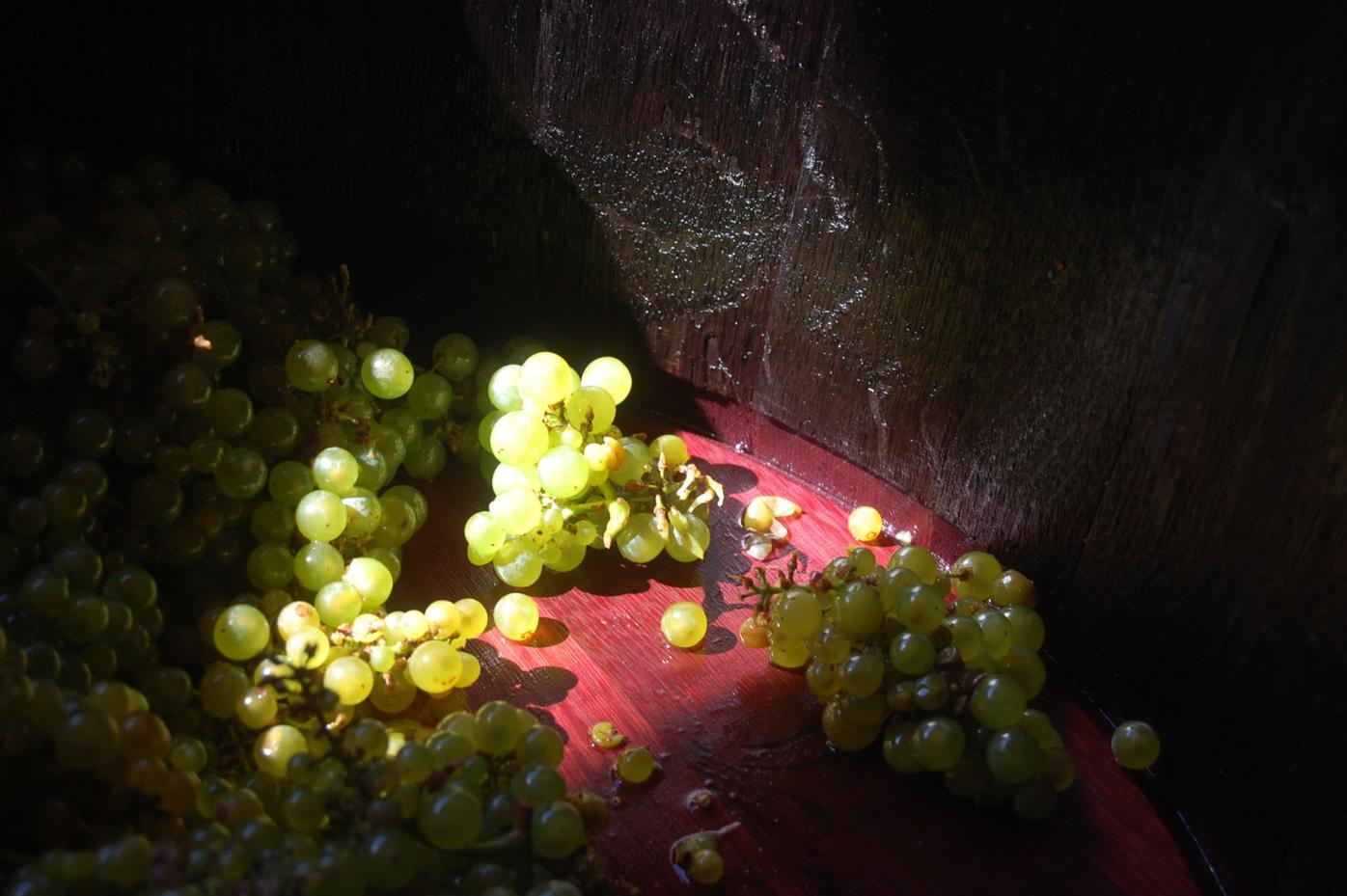 Wine Guy: West Coast chardonnay offers enjoyment all year