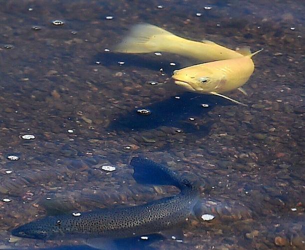 062122-hw-fish 07.JPG