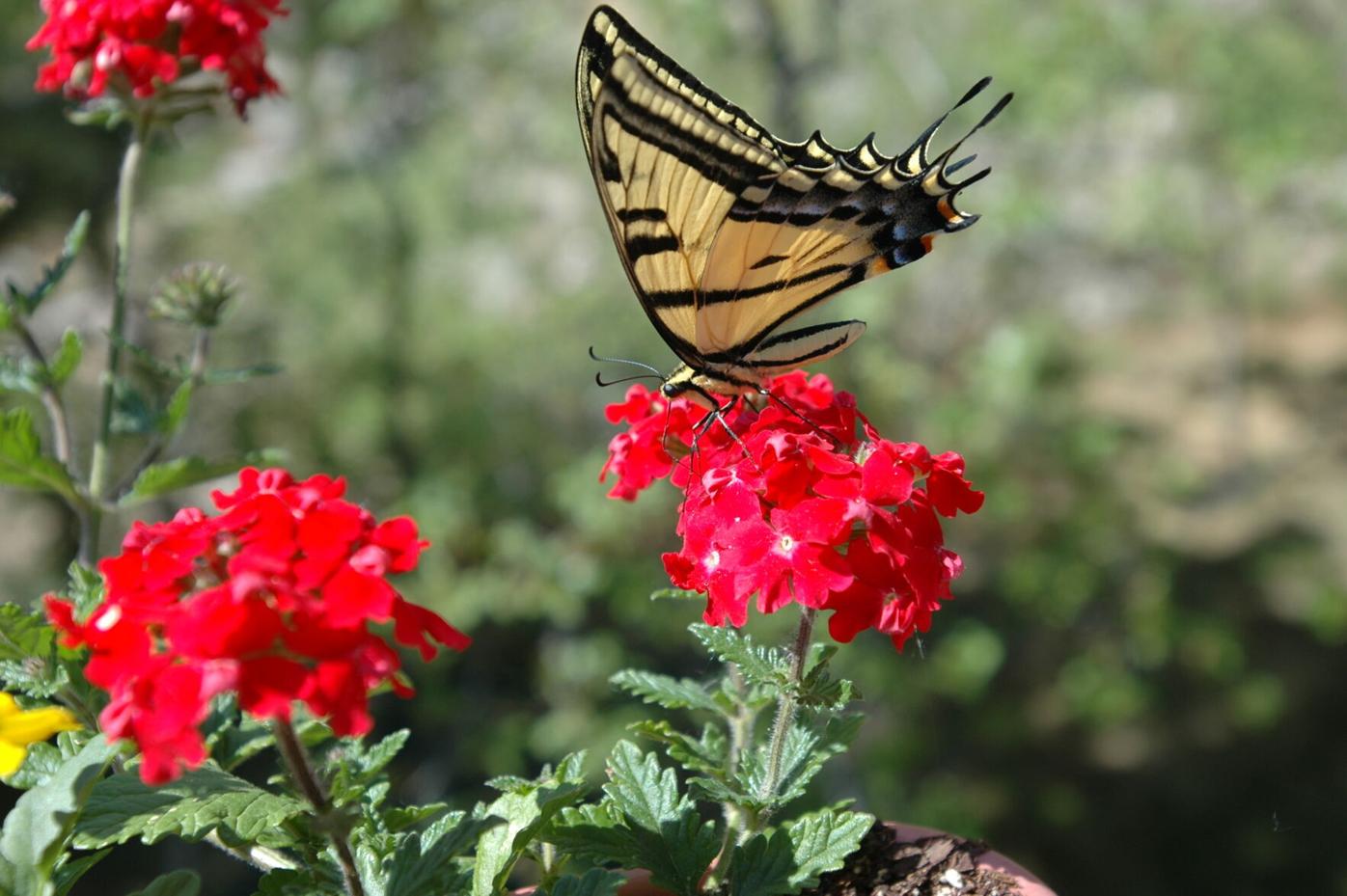Year-round gardening: July to-do list for Colorado gardeners