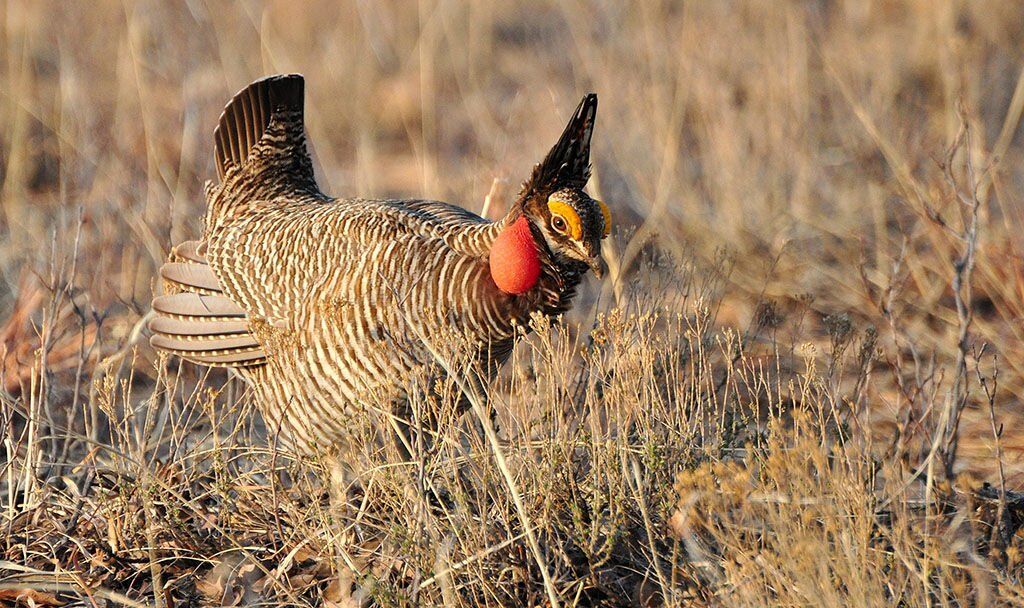 Groups rekindle battle over lesser prairie chicken
