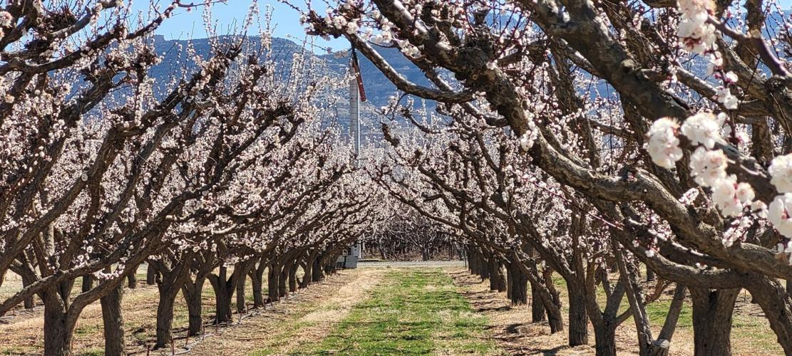 C&R Farms in Palisade