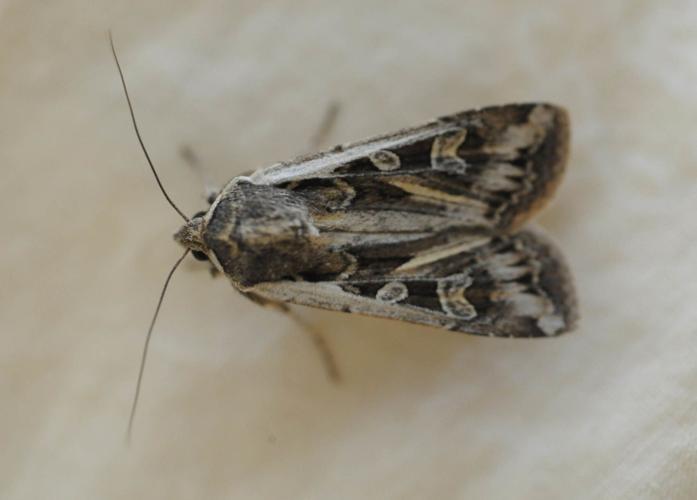 Swarms of miller moths making annual Colorado pilgrimage