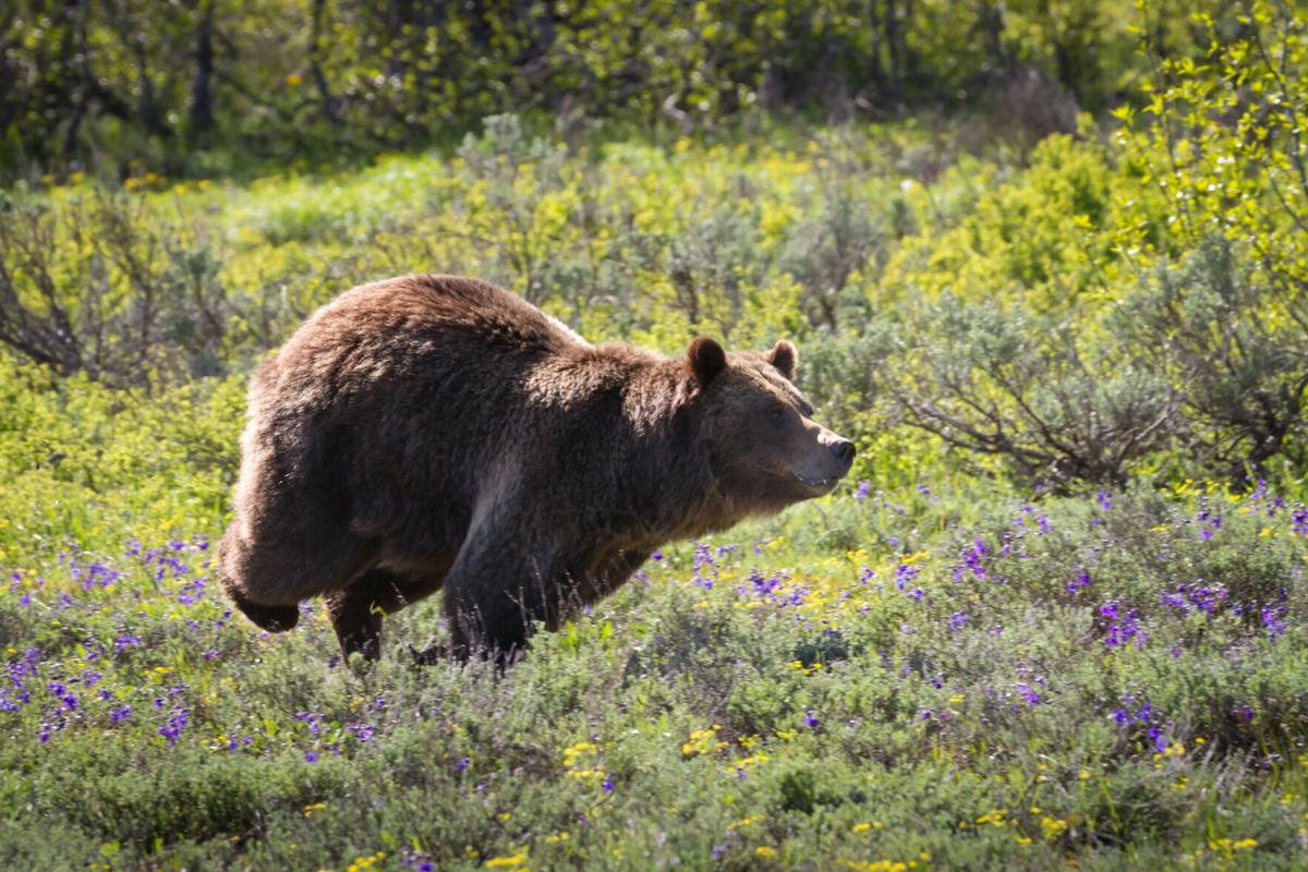 Photo Credit: Wendy/Jeff Sparks/Torquemad. File photo. (iStock)