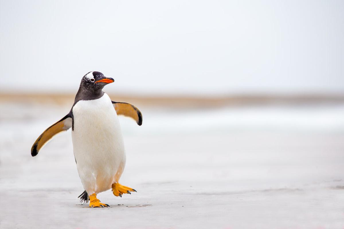 Gentoo Penguin (Pygoscelis papua). Photo Credit: fieldwork (iStock)