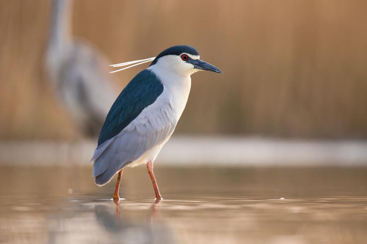 Black-crowned night heron Photo Credit: JMrocek (iStock).