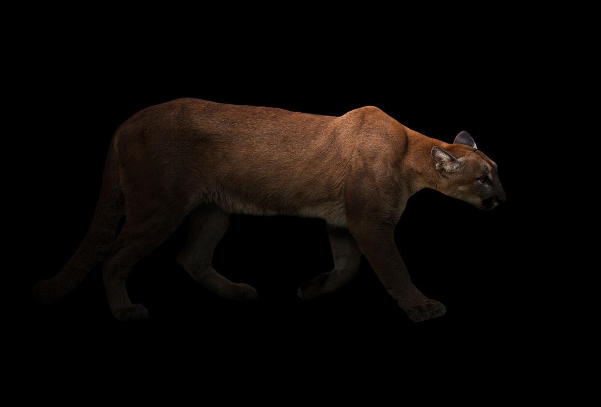 Mountain lion in the dark Photo Credit: anankkml (iStock).