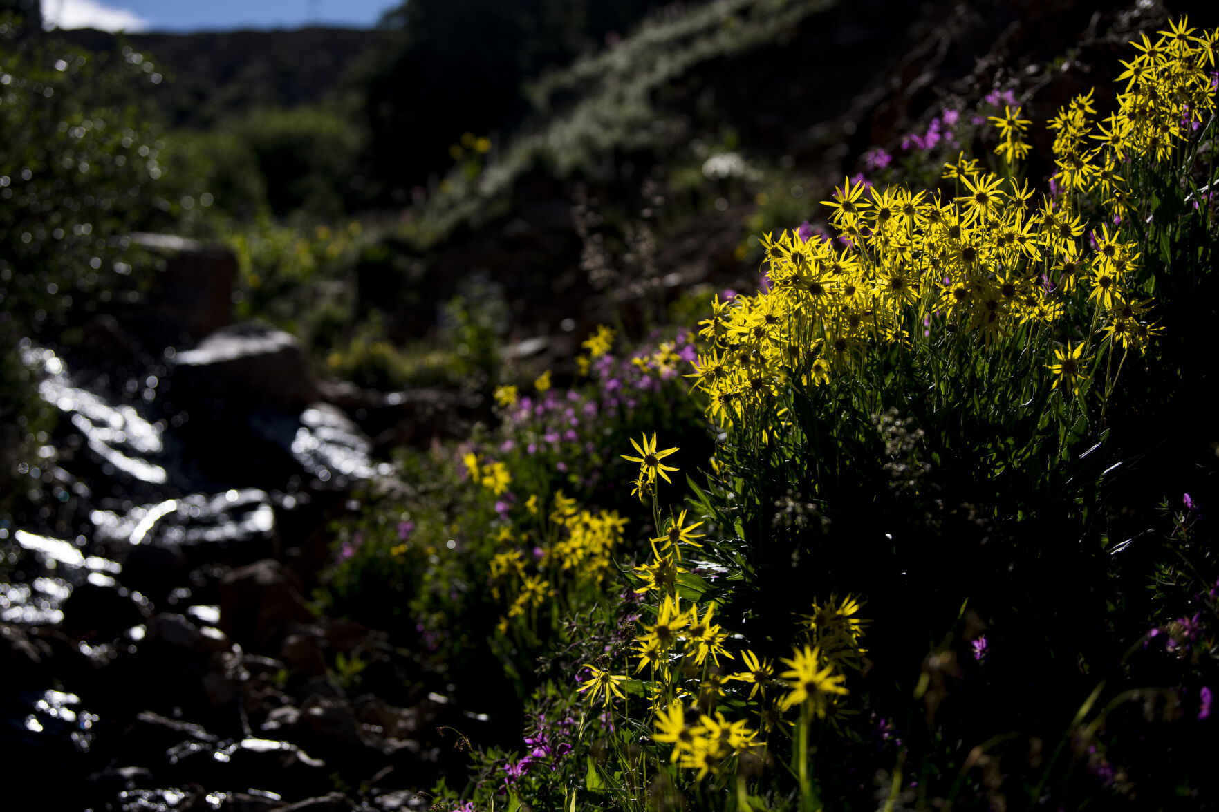 Pops of color make a drive or hike up Loveland Pass especially beautiful as wildflowers cover the hillsides on Wednesday, July 20, 2022. (Parker Seibold / The Gazette) (Parker Seibold / The Gazette)