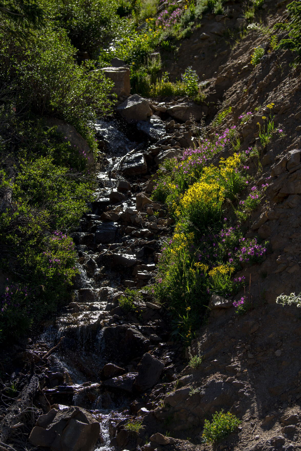 Pops of color make a drive or hike up Loveland Pass especially beautiful as wildflowers cover the hillsides on Wednesday, July 20, 2022. (Parker Seibold / The Gazette) (Parker Seibold / The Gazette)
