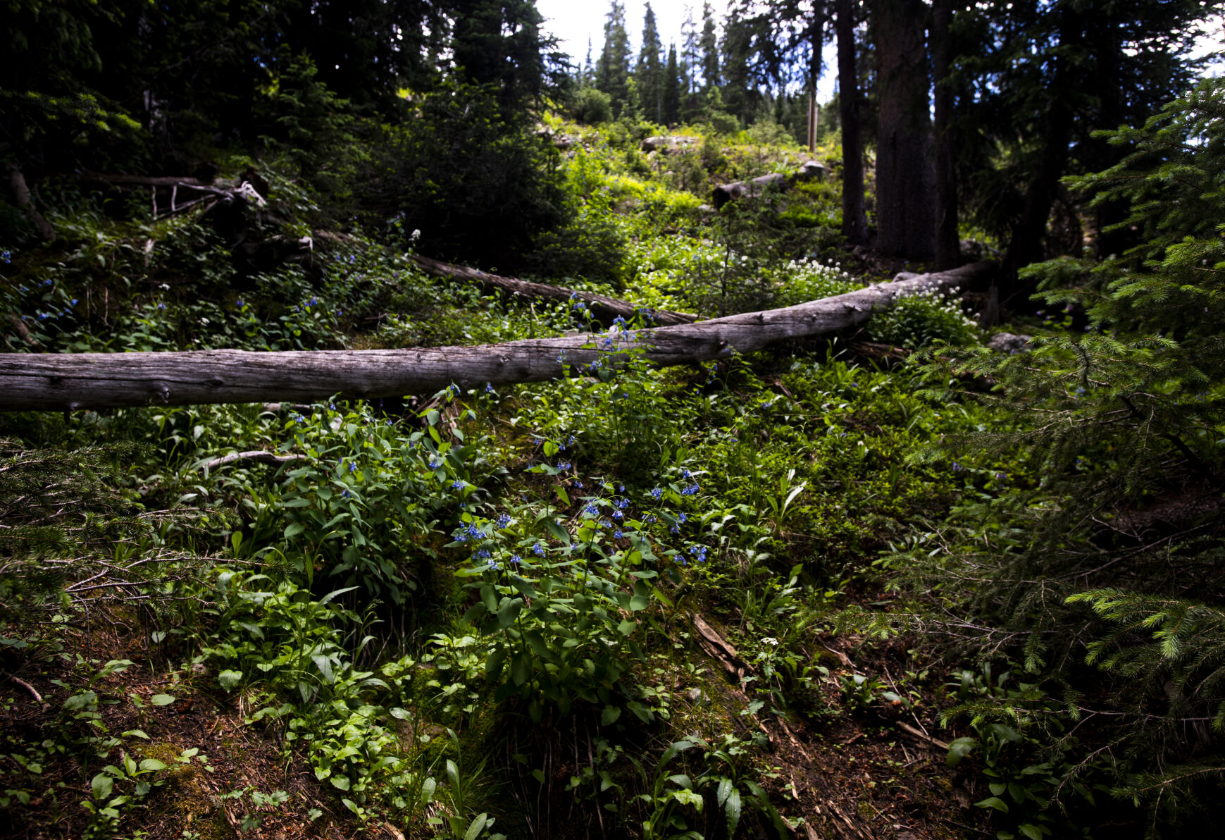 Pops of color created by blooming wildflowers are seen throughout the trails at Arapahoe Basin on Wednesday, July 20, 2022. (Parker Seibold / The Gazette) (Parker Seibold / The Gazette)