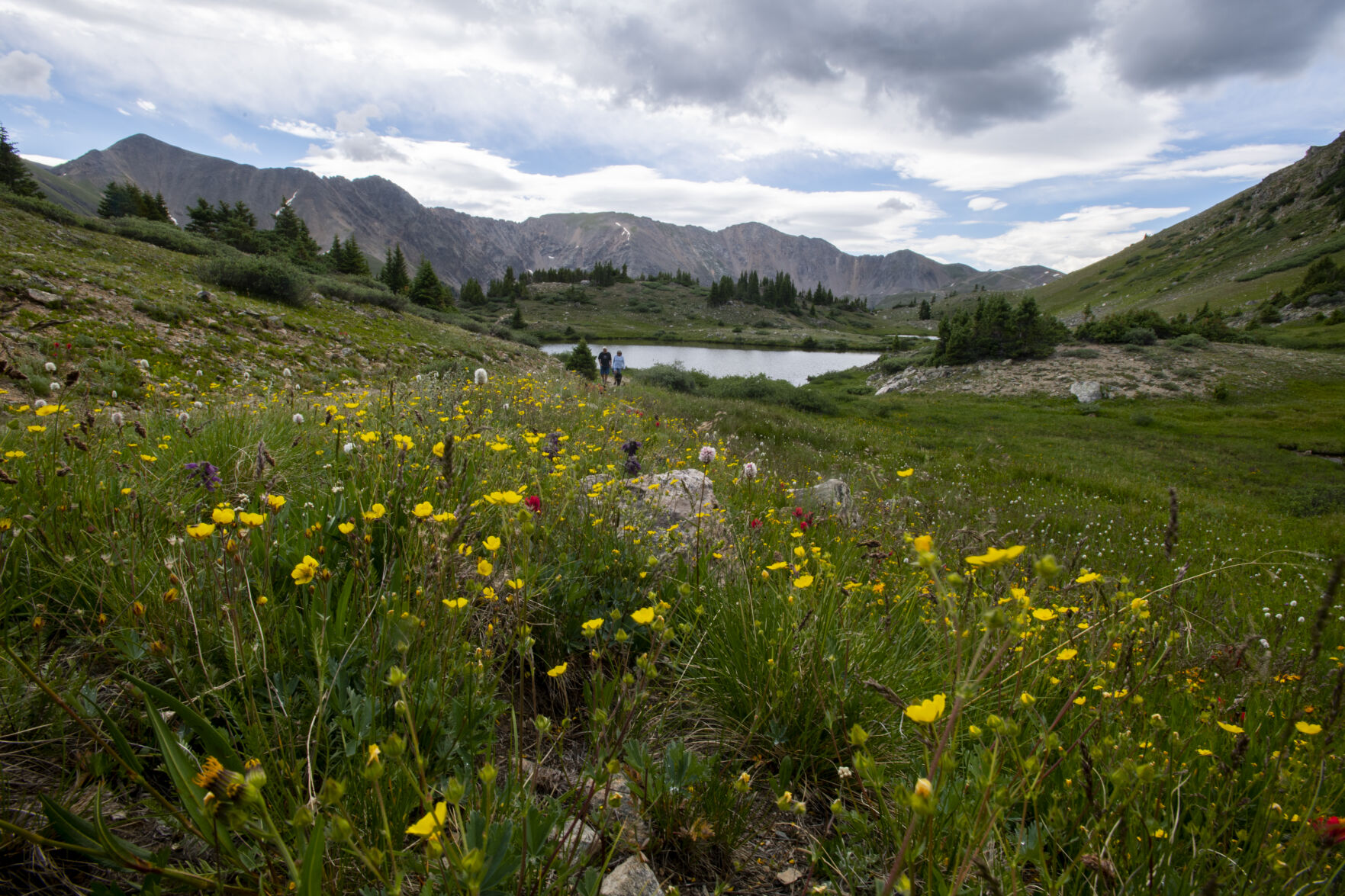 Wildflowers were in full bloom at Lake Kaz and throughout Summit County on Wednesday, July 20, 2022. (Parker Seibold / The Gazette) (Parker Seibold / The Gazette)