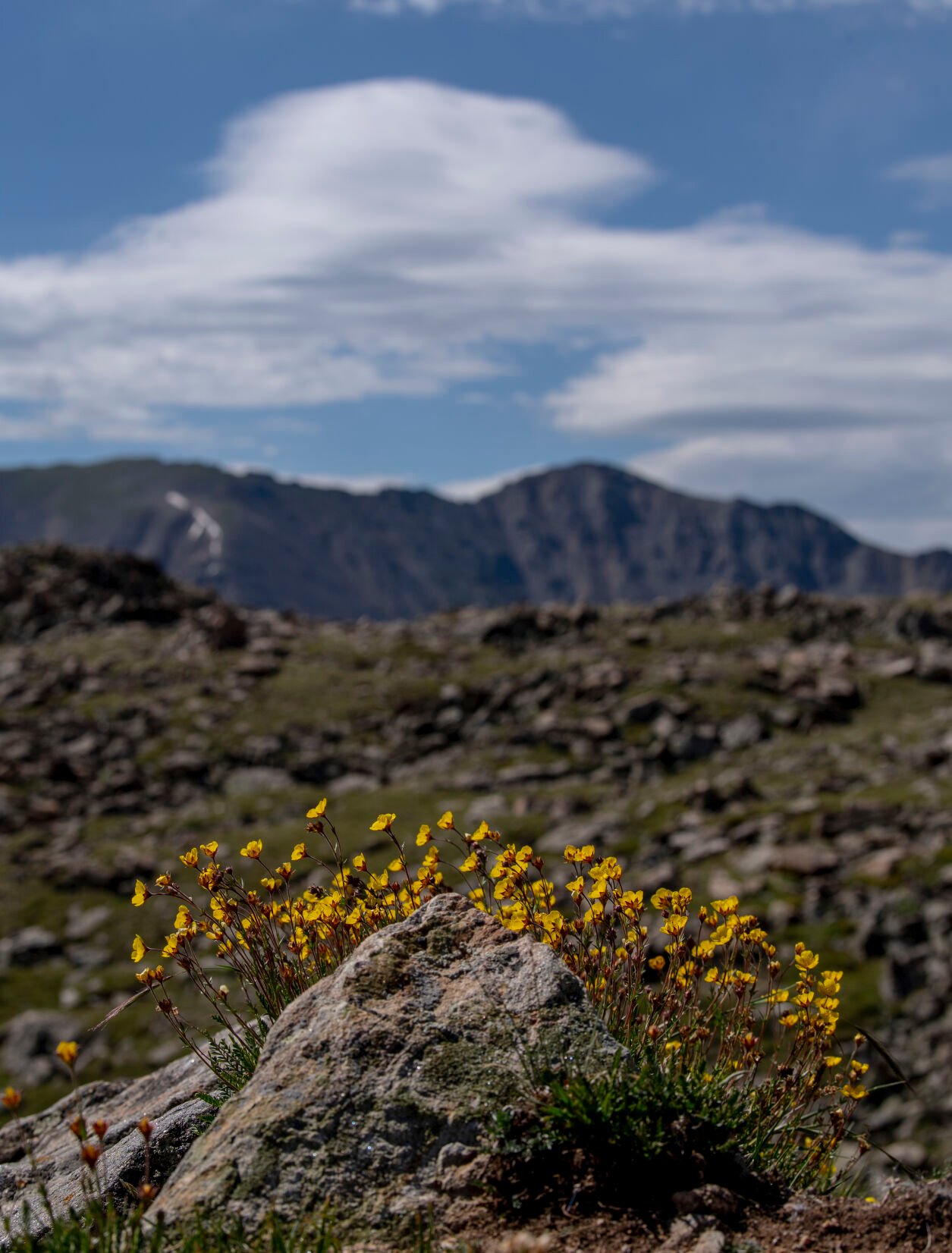Pops of color make a drive or hike up Loveland Pass especially beautiful as wildflowers cover the hillsides on Wednesday, July 20, 2022. (Parker Seibold / The Gazette) (Parker Seibold / The Gazette)