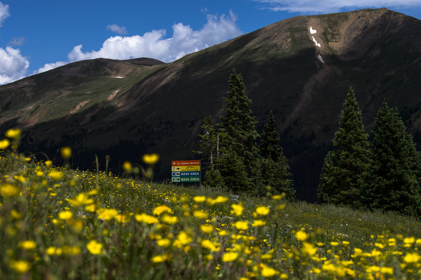 PHOTOS: Colorado wildflowers