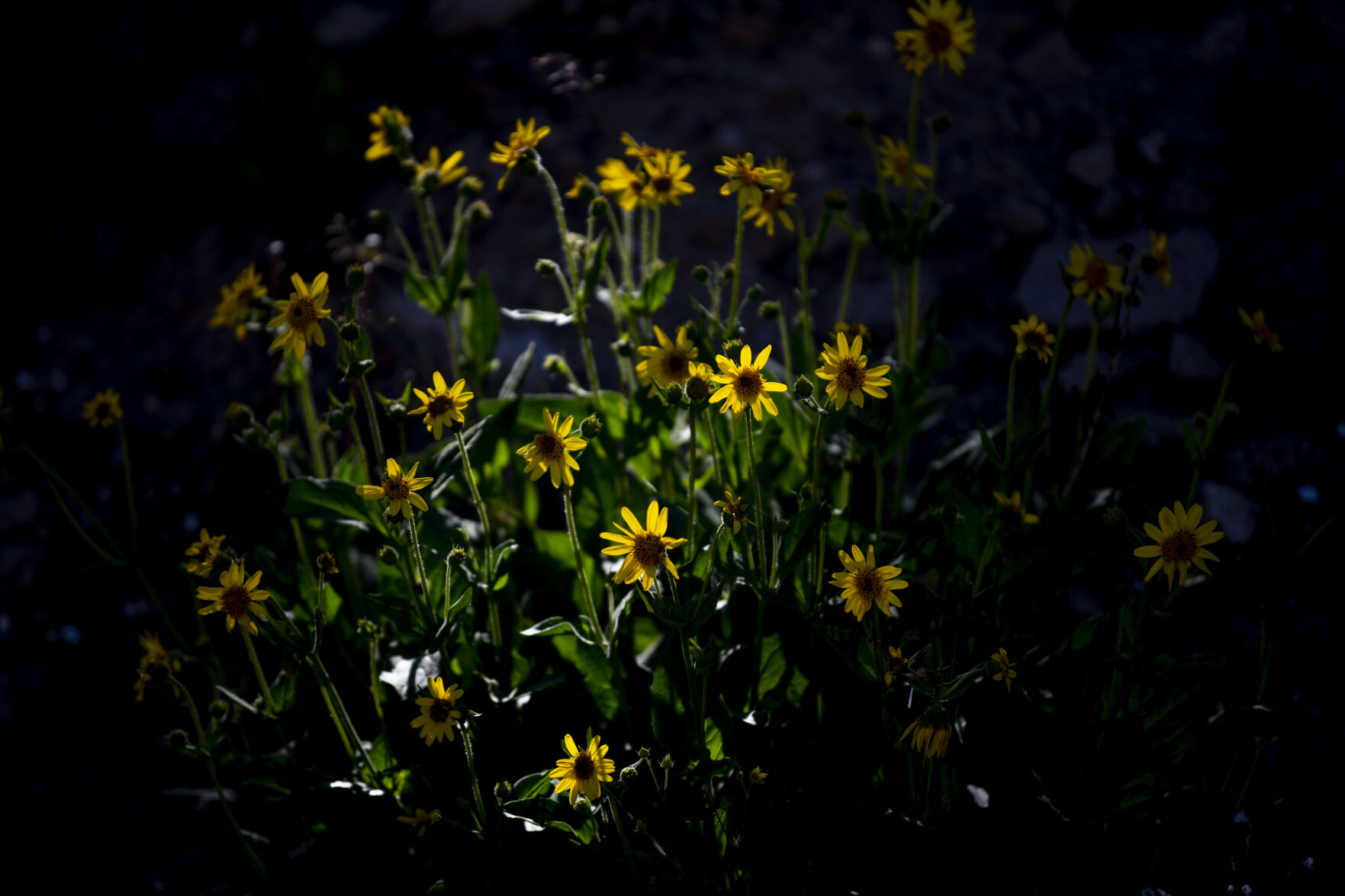 Pops of color make a drive or hike up Loveland Pass especially beautiful as wildflowers cover the hillsides on Wednesday, July 20, 2022. (Parker Seibold / The Gazette) (Parker Seibold / The Gazette)