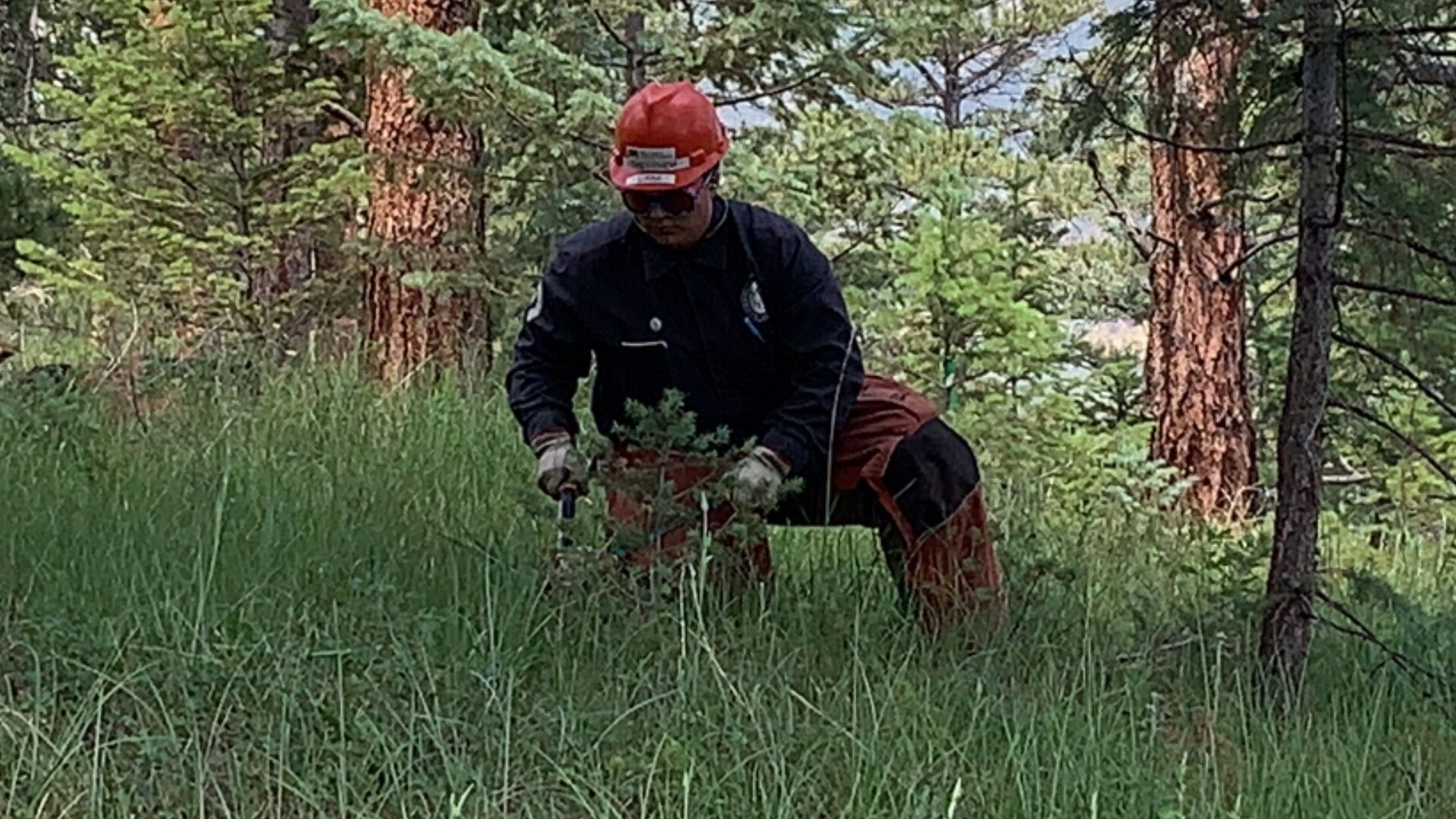 A crew member helps clear small trees at a state-funded wildfire mitigation project near Evergreen.
