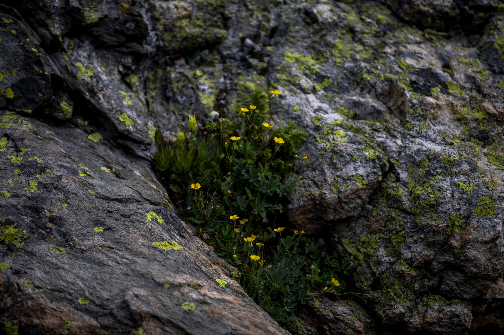 Wildflowers were in full bloom at Lake Kaz and throughout Summit County on Wednesday, July 20, 2022. (Parker Seibold / The Gazette) (Parker Seibold / The Gazette)