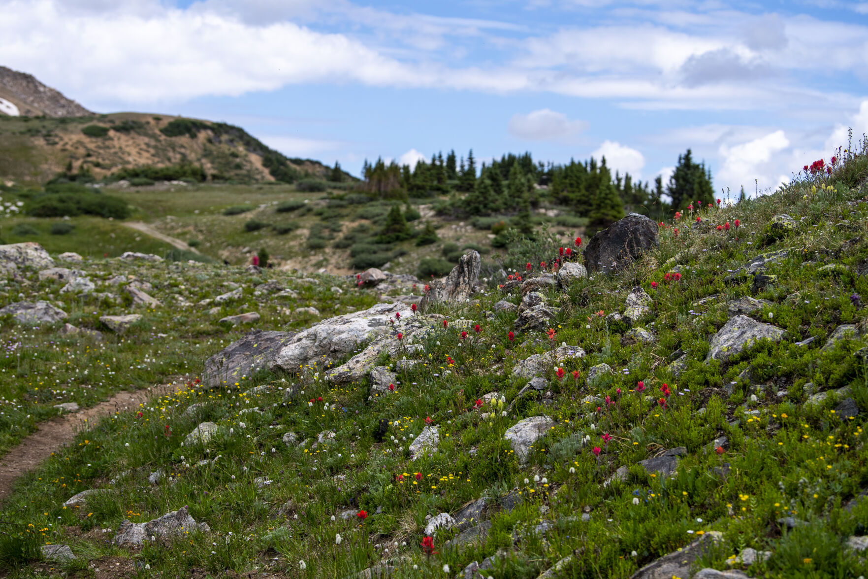 Wildflowers were in full bloom at Lake Kaz and throughout Summit County on Wednesday, July 20, 2022. (Parker Seibold / The Gazette) (Parker Seibold / The Gazette)