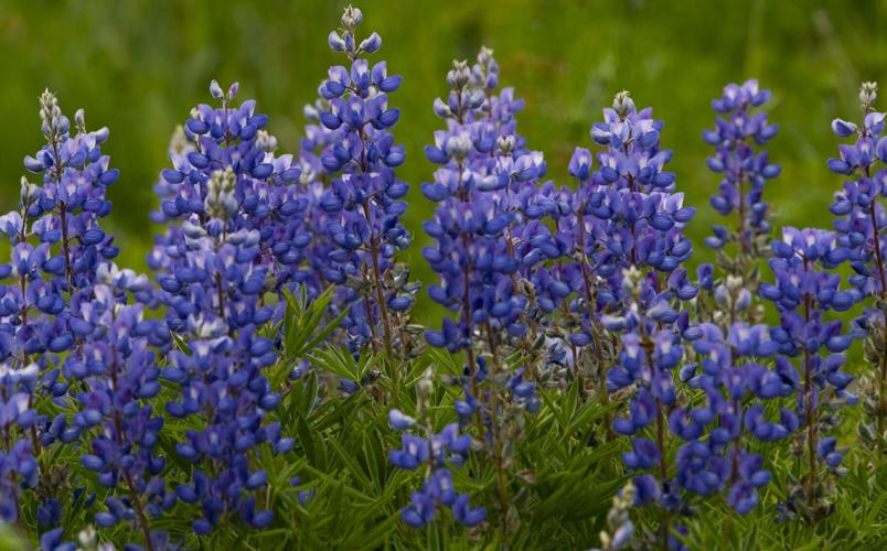 06_30_21 crested butte03780.jpg