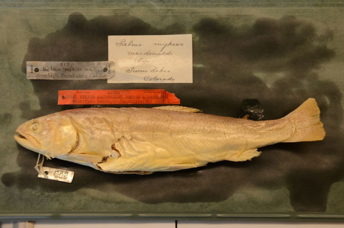 Colorado wildlife officials will embark on quest to locate fish not seen since early 1900s