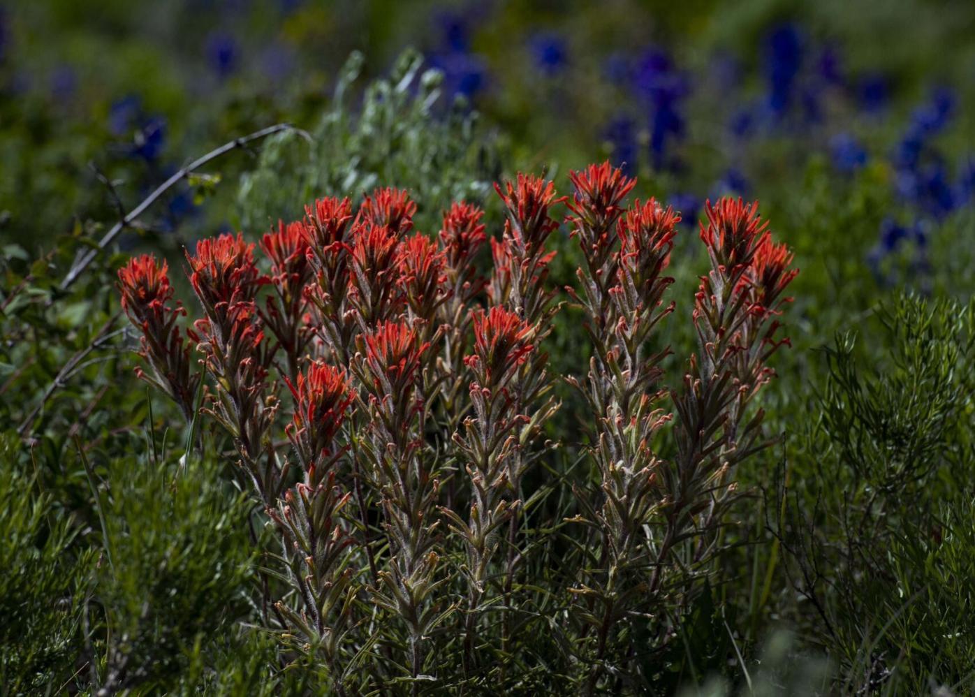 crested butte (copy)