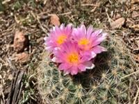 Uncommon beauty: However prevalent, these Colorado wildflowers always amaze