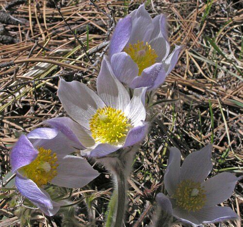 pasqueflower.jpeg